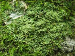 Phyllopsora parvifolia