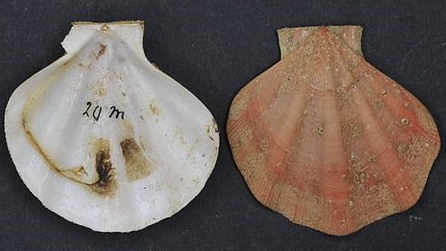 Representative image of Pseudamussium peslutrae