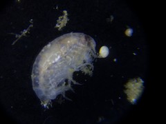 Lysianassidae