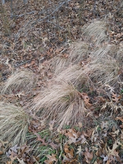 Eragrostis parviflora