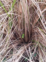 Eragrostis parviflora