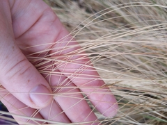 Eragrostis parviflora