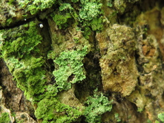 Phyllopsora parvifolia