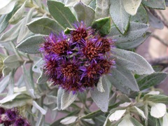 Linochilus schultzii