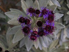 Linochilus schultzii