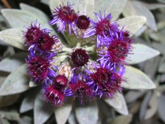 Linochilus schultzii