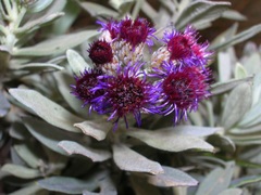 Linochilus schultzii