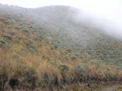 Linochilus schultzii