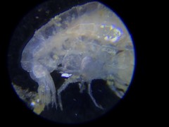 Lysianassidae