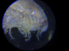 Lysianassidae