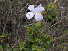 Barleria saxatilis