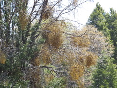 Phoradendron libocedri