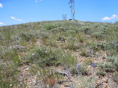 Penstemon cyaneus