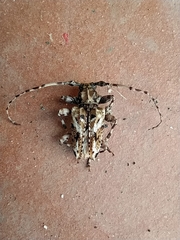 Aegomorphus inquinatus