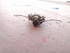 Aegomorphus inquinatus