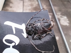 Aegomorphus inquinatus