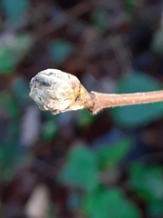 Phytoptus avellanae