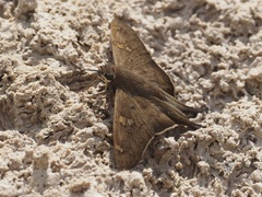 Ectomis octomaculata