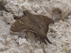 Ectomis octomaculata