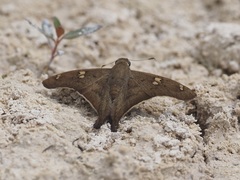 Ectomis octomaculata