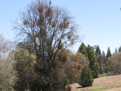 Phoradendron libocedri