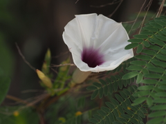 Ipomoea anisomeres