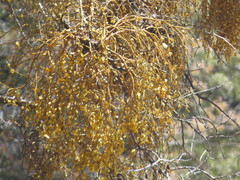 Phoradendron libocedri