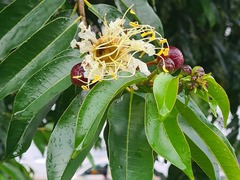Lafoensia acuminata