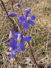 Delphinium sutherlandii