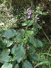 Brillantaisia owariensis