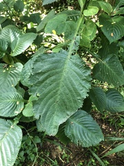 Brillantaisia owariensis