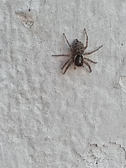 Menemerus semilimbatus