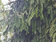 Retrophyllum rospigliosii