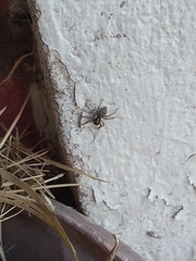 Menemerus semilimbatus