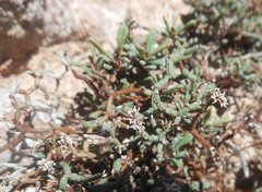 Limonium caprariae