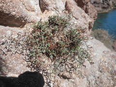 Limonium caprariae