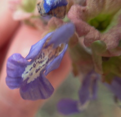 Salvia dentata