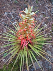 Tillandsia carlos-hankii