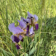 Iris × hybrida