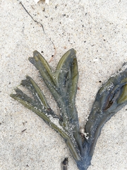 Fucus ceranoides