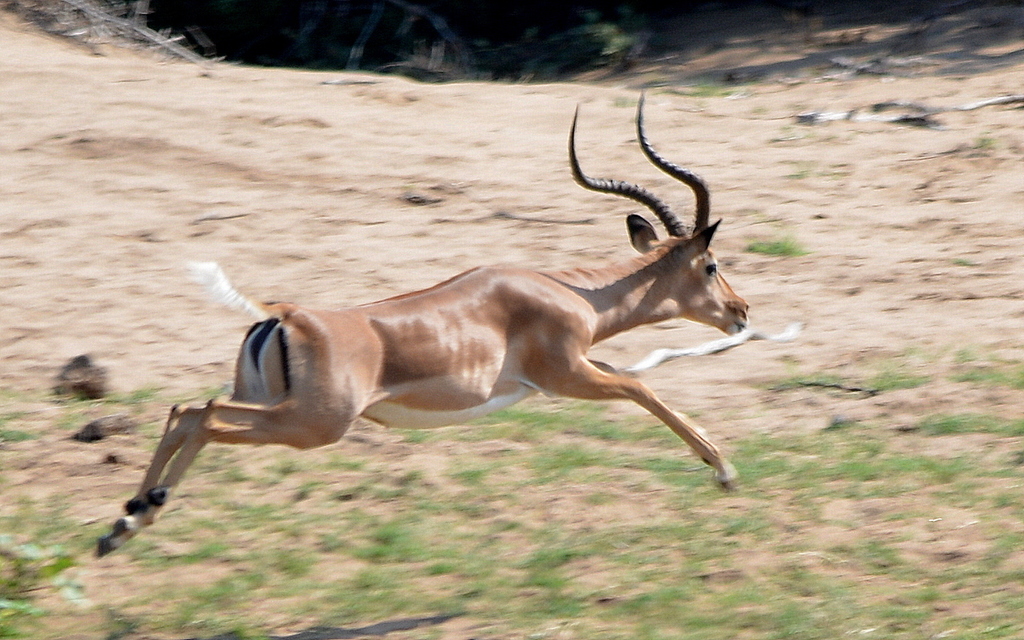 Common Impala from Olifants river, Kruger NP on April 23, 2018 at 10:38 ...