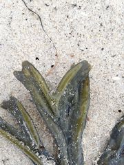 Fucus ceranoides