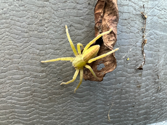 Micrommata virescens