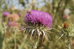 Onopordum caulescens