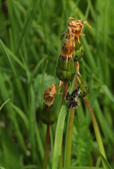 Taraxacum confusum