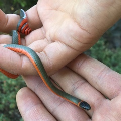 Diadophis punctatus vandenburgii