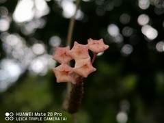 Hoya verticillata