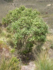 Linochilus tenuifolius
