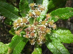 Linochilus tenuifolius