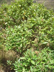 Linochilus tenuifolius